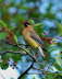 Cedar-Waxwing