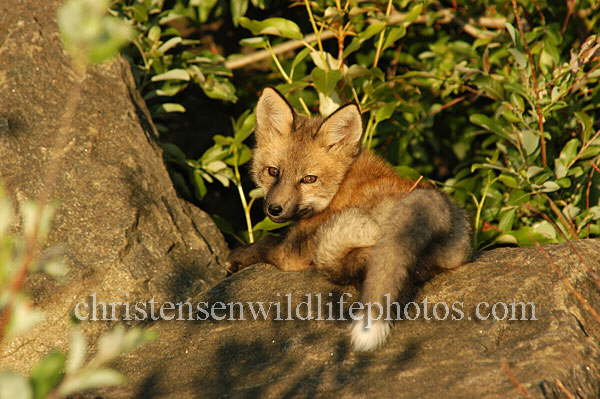 Kit-Fox