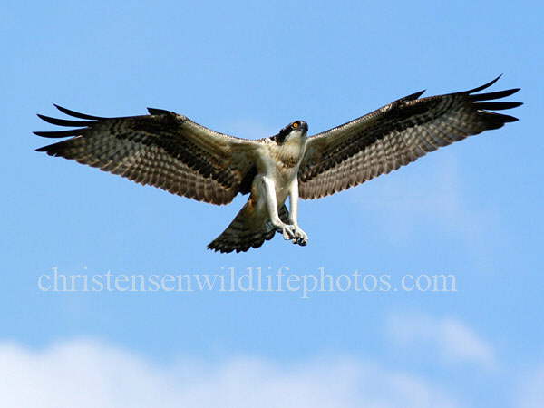 Osprey